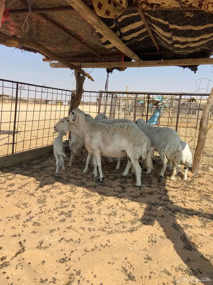 حريات موليد 0