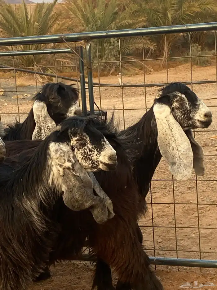 معزا عوارض صنف جفار(تم البيع) 12