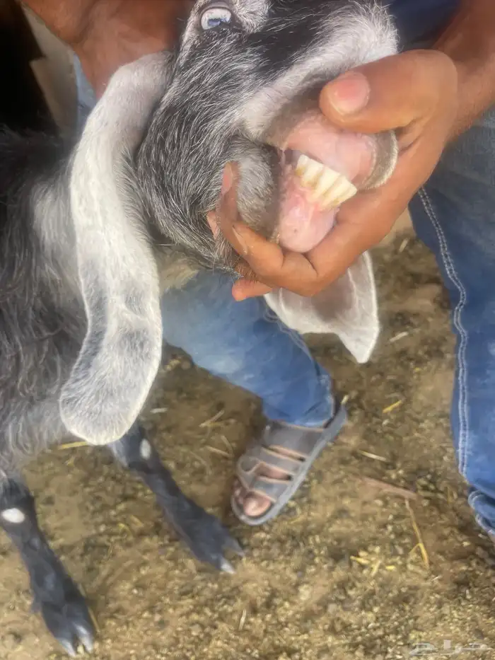 معزاء 2