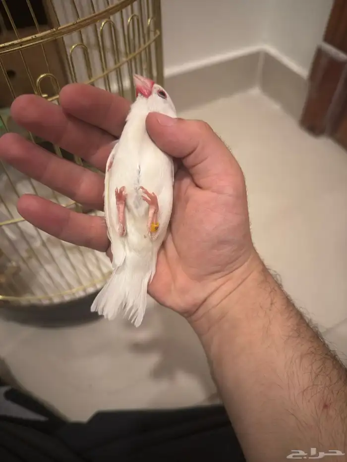 أنثى جاوا الليفه منتجه 2