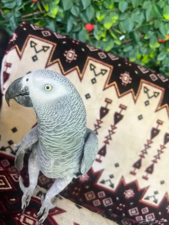 كاسكو افريقي صافي 11