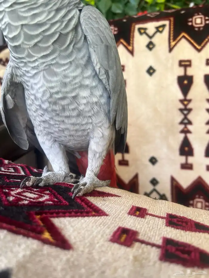كاسكو افريقي صافي 2