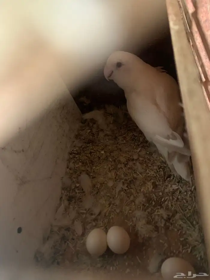 زوج روز اليف ومنتج 1