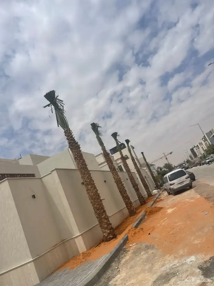 نخيل واشنطن للبيع بجميع انواع المقاسات لتواصل 1