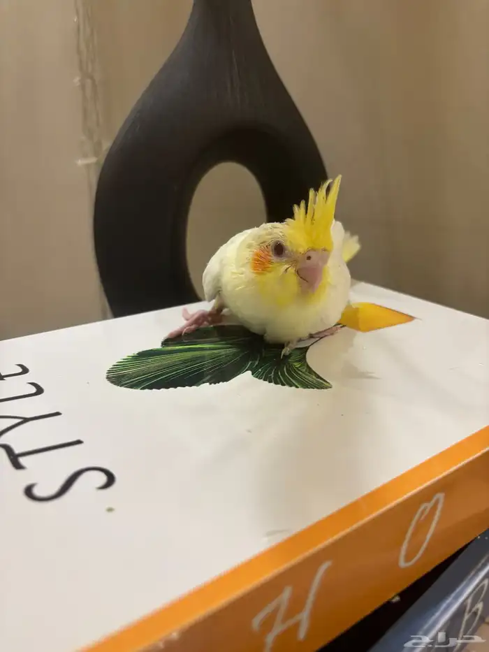 فرخ كوكتيل غر 3