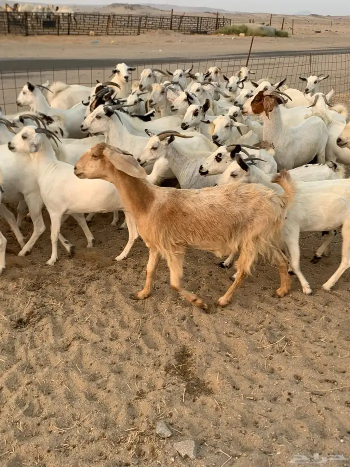 للبيع معزا بيشيات مواليد ودفيع 7