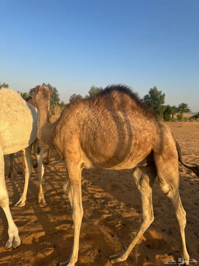 قعود هجن أبوه جبار وأمه بنت سوداني سابقه بيدها 2