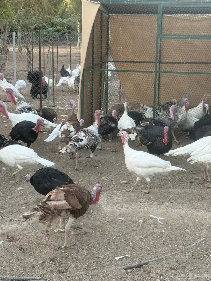 دجاج رومي 5