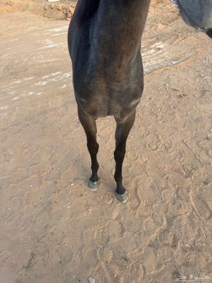 مهر واهو 1