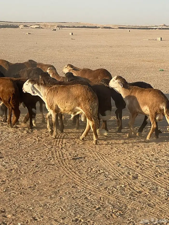 ذبايح سواكن حمري شرط 0