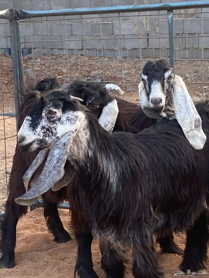 معزا عوارض صنف جفار(تم البيع) 6