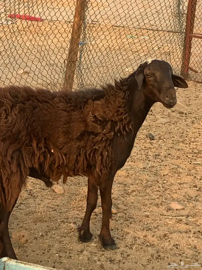 للبيع رخال رفيديات وطلي مهجن نجدي 8