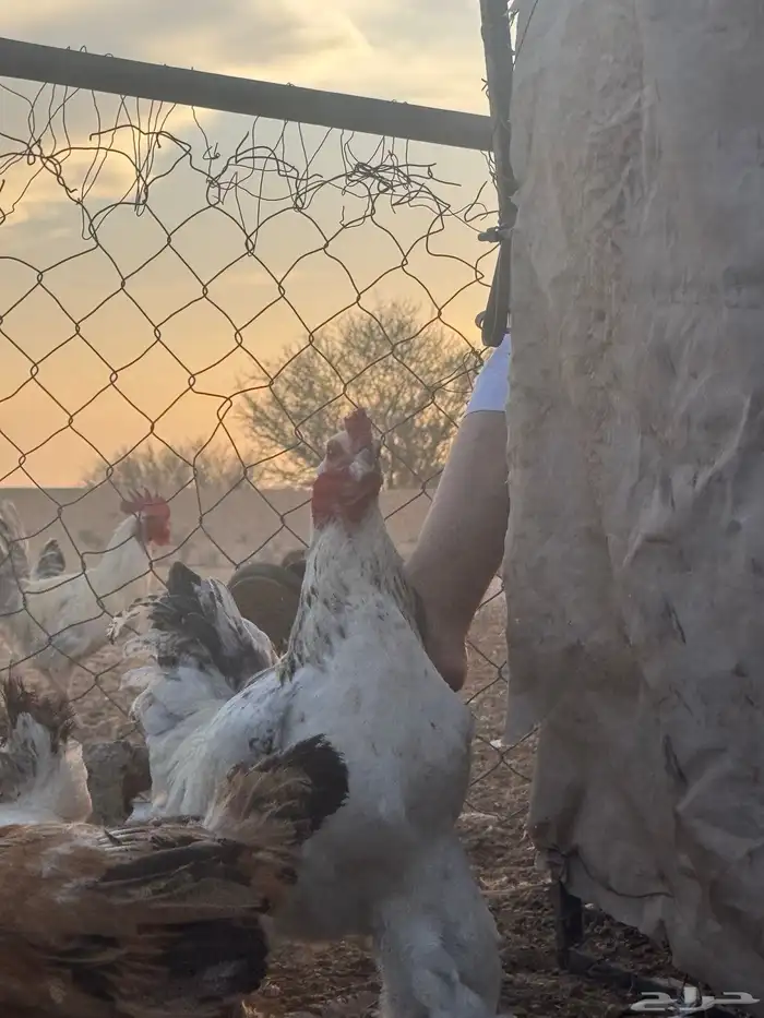 ديكه براهمايه العمر سنه 1