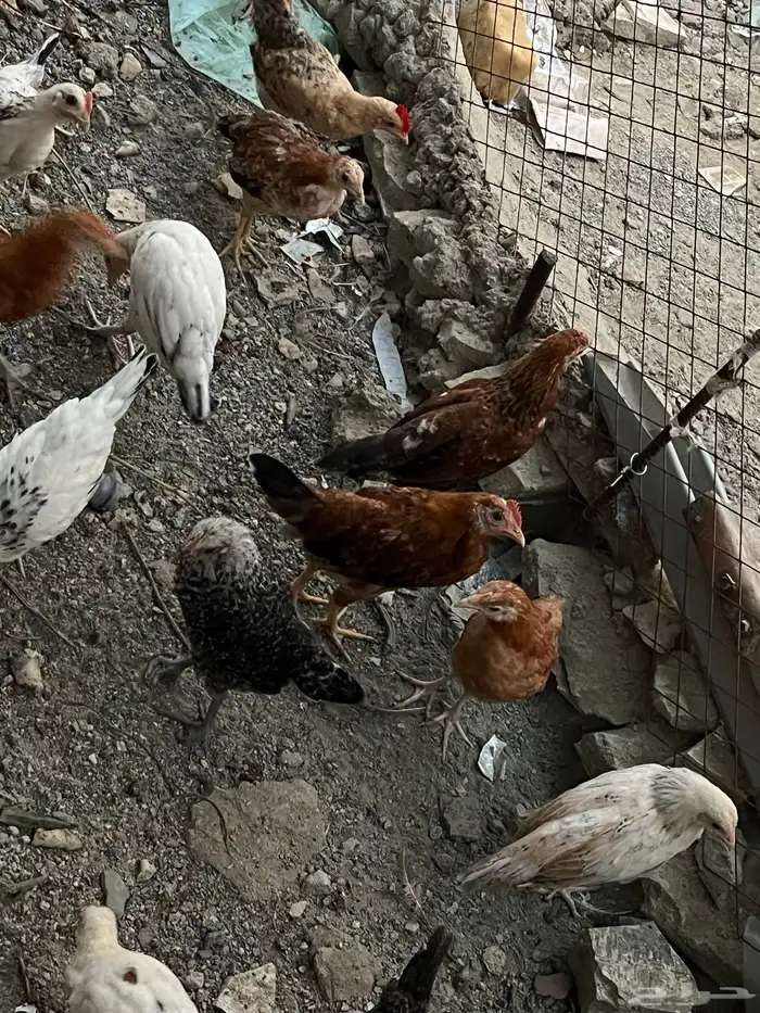 دجاج 4