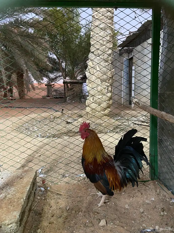 ديك عربي للبيع 2