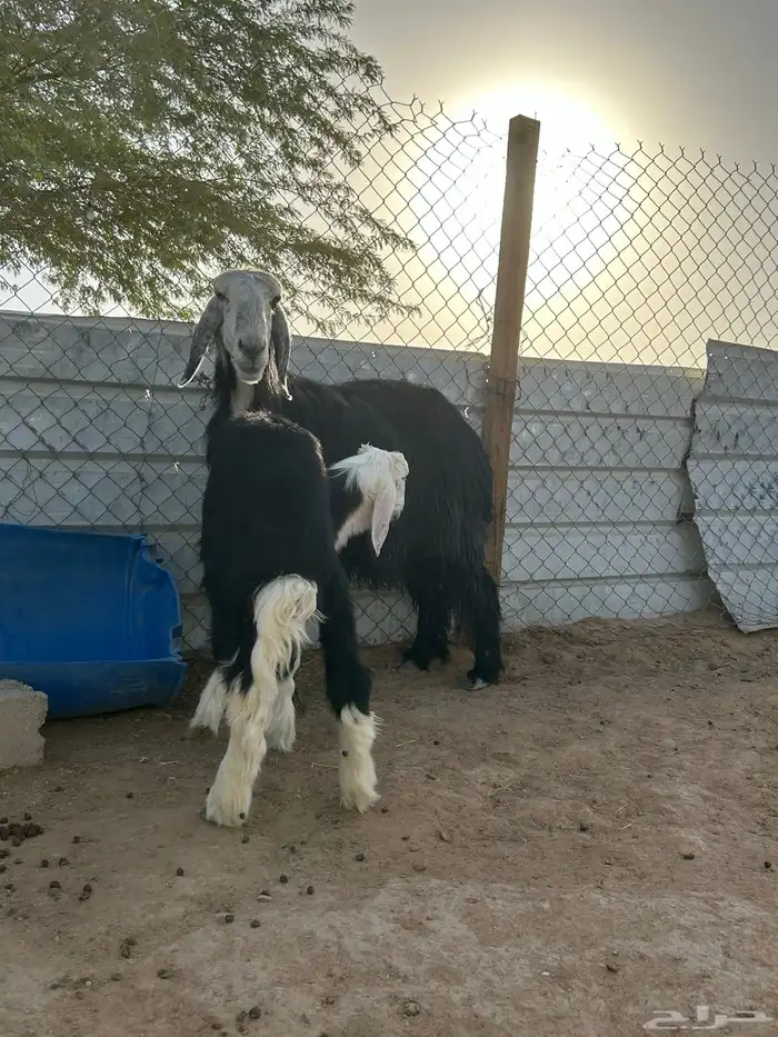للبيع متبع نجديه 3
