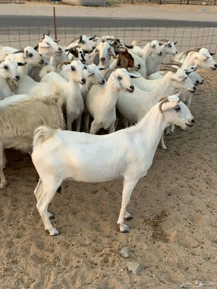 للبيع معزا بيشيات مواليد ودفيع 5