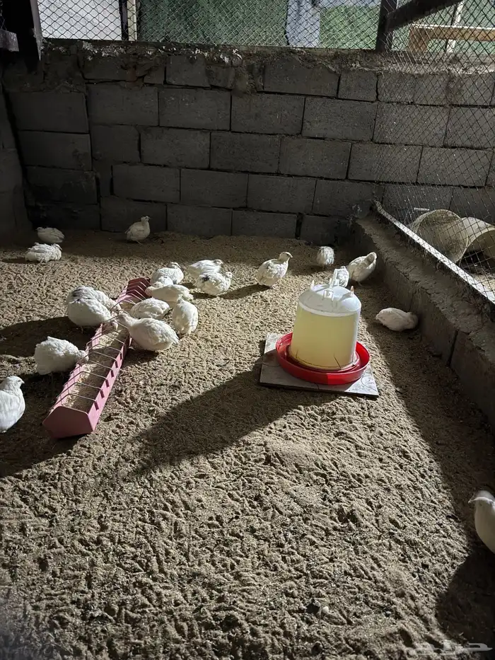 بيض سمان تكساس مخصب 1