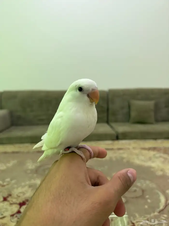 فرخ روز البينو عيون حمرا 2