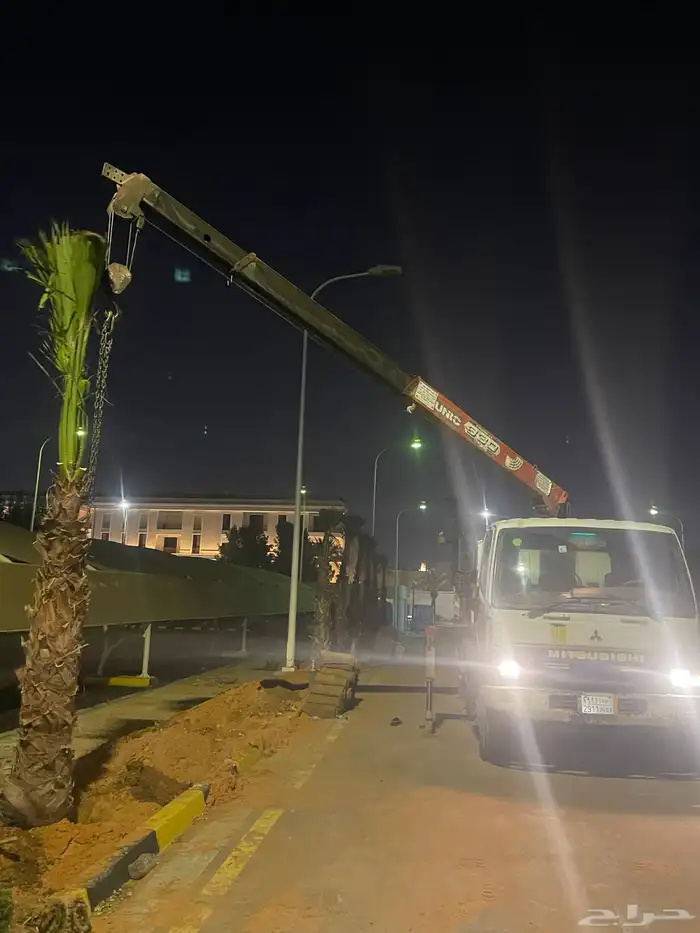 نخيل واشنطن للبيع بجميع انواع المقاسات لتواصل 5