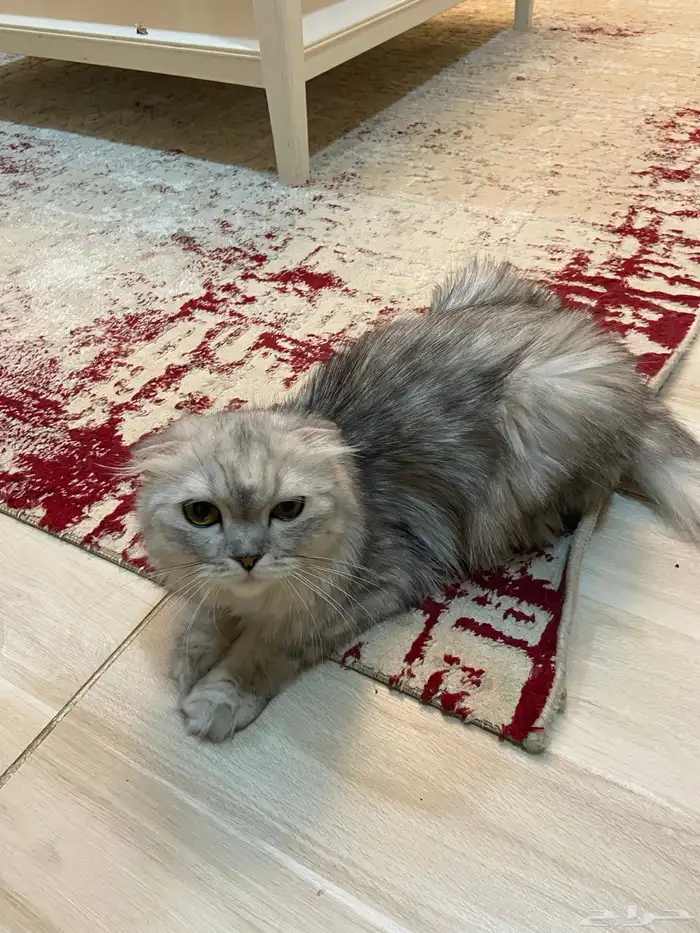 قطة سكوتش فولد للتبني 1