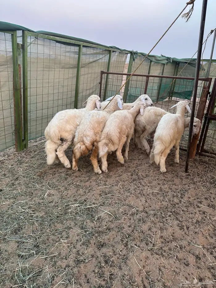 ذبائح بريه طيبة 0
