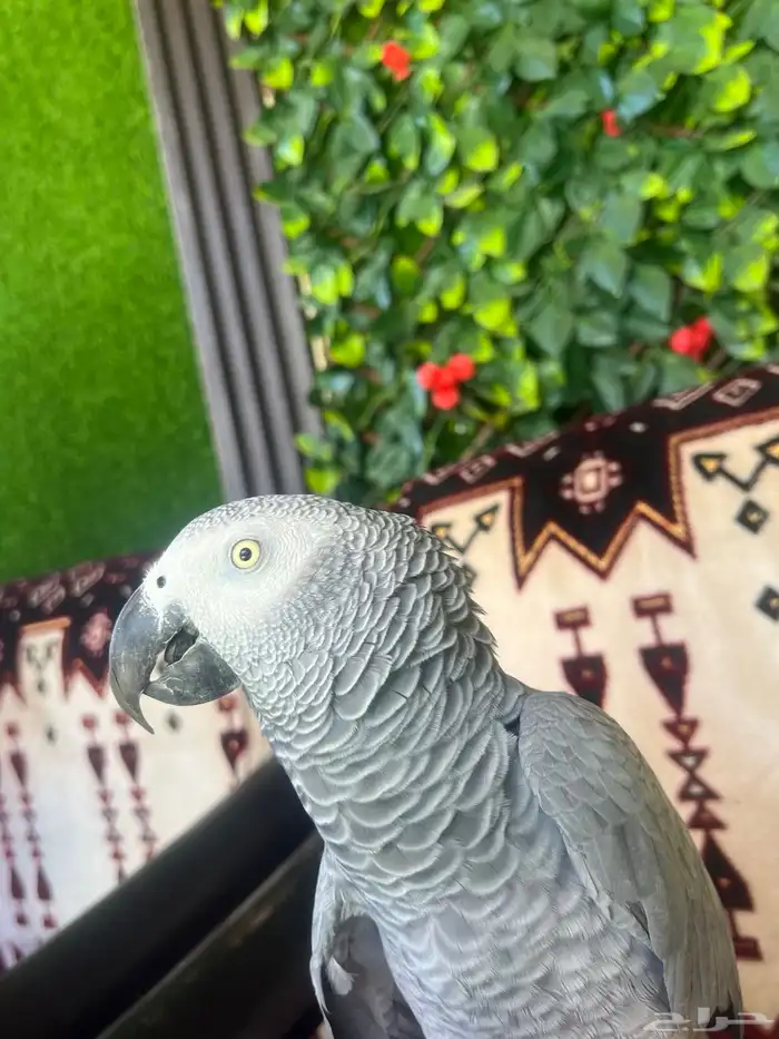 كاسكو افريقي صافي 4