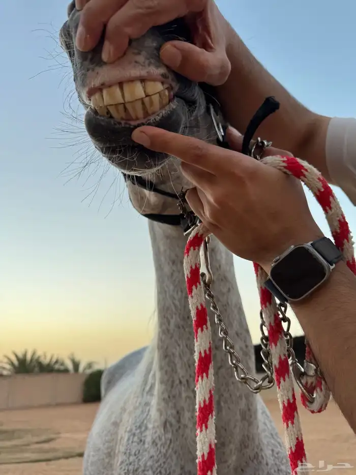 فرس واهو 2