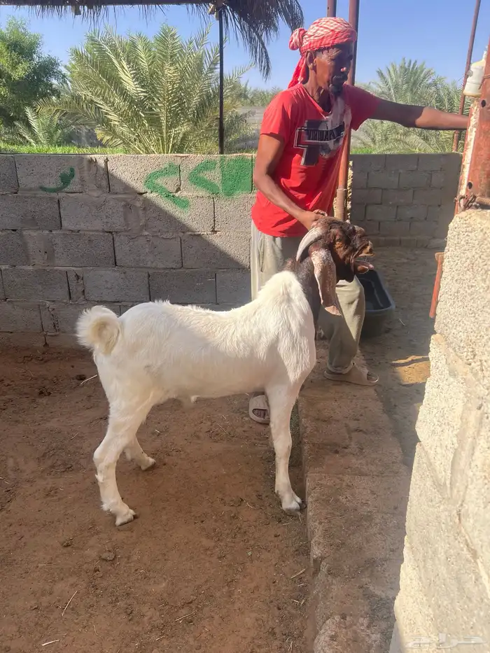 تبوس 4