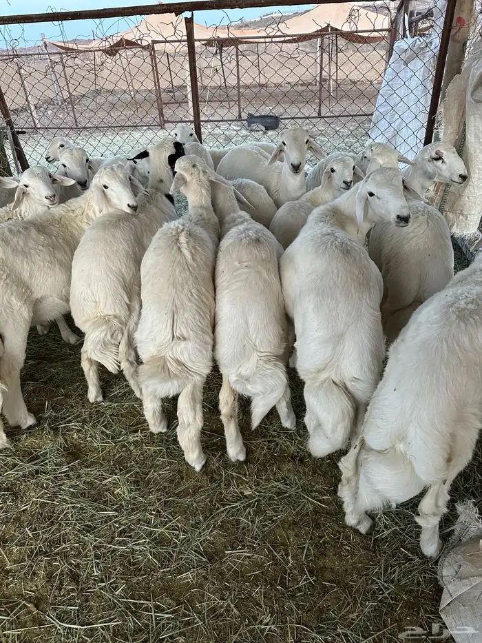 34 خروف مقفله شحم 0
