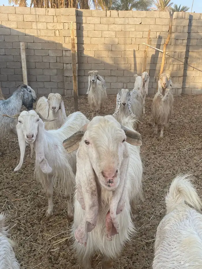 معزاء مطورات بيض اعمارهن شبب وسليمات وديد سلم مقرعات 1