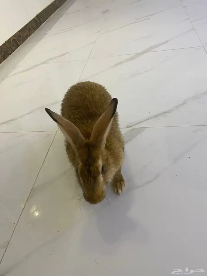ارنب للبيع 0