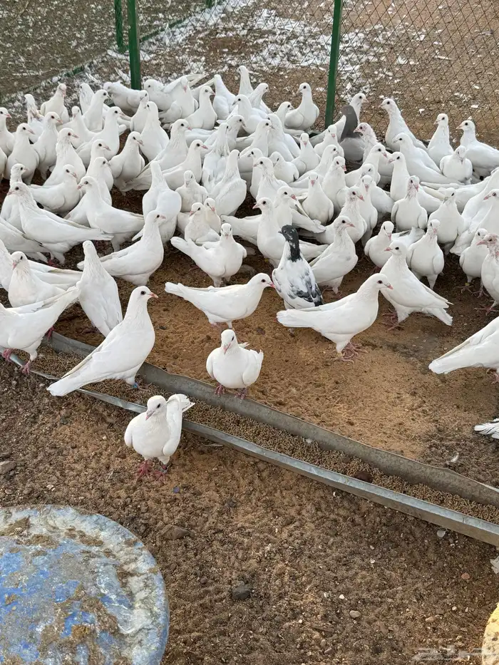 حمام فرنسي ذكور. فقط 0