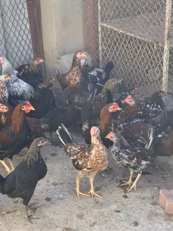 فروخ دجاج بلدي اصيل مشكل( تم البيع ) 6