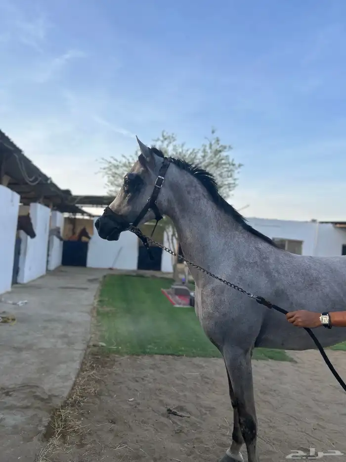 خيل وهوا 0