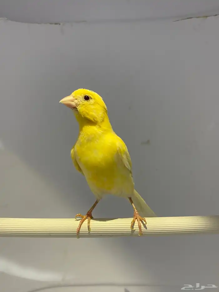 جوز كناري 1