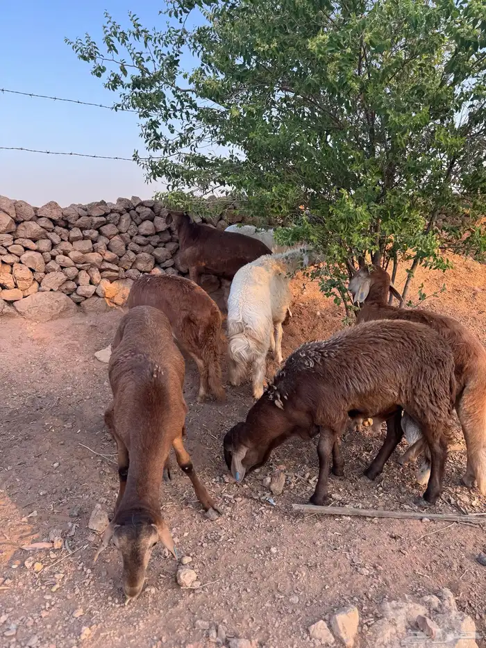 ذبايح للبيع حري وسواكن 3