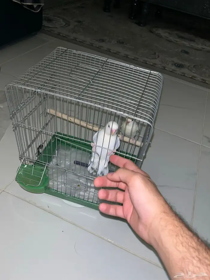 ببغاء روز 0