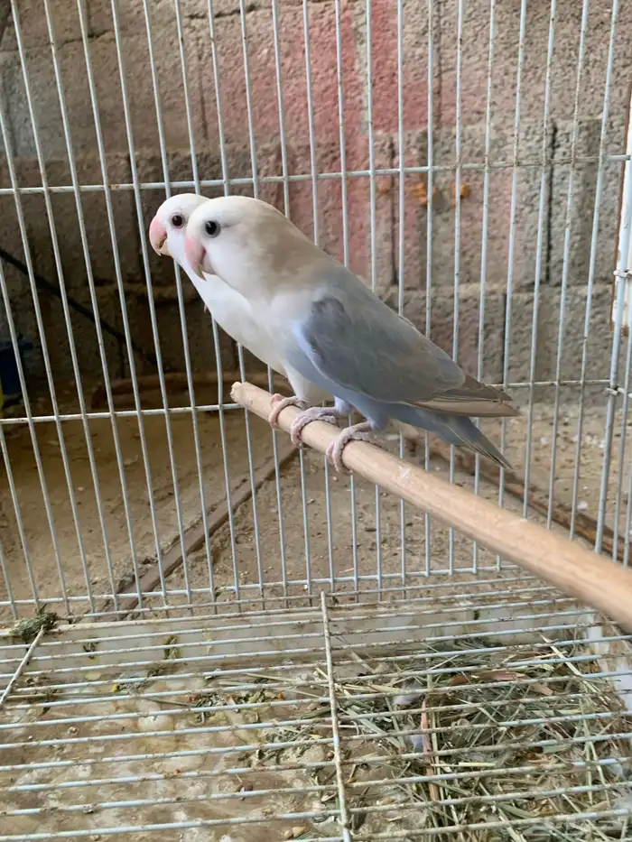 زوج روز اليف ومنتج 4