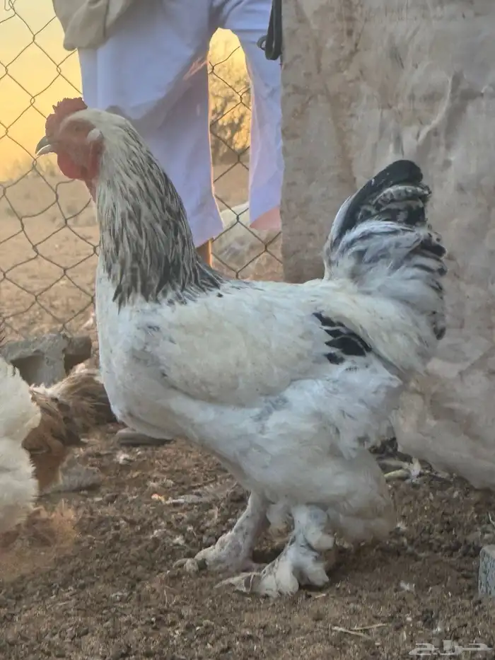 ديكه براهمايه العمر سنه 2