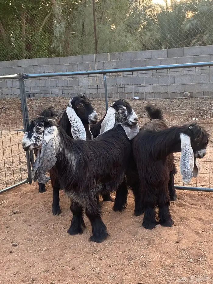 معزا عوارض صنف جفار(تم البيع) 7