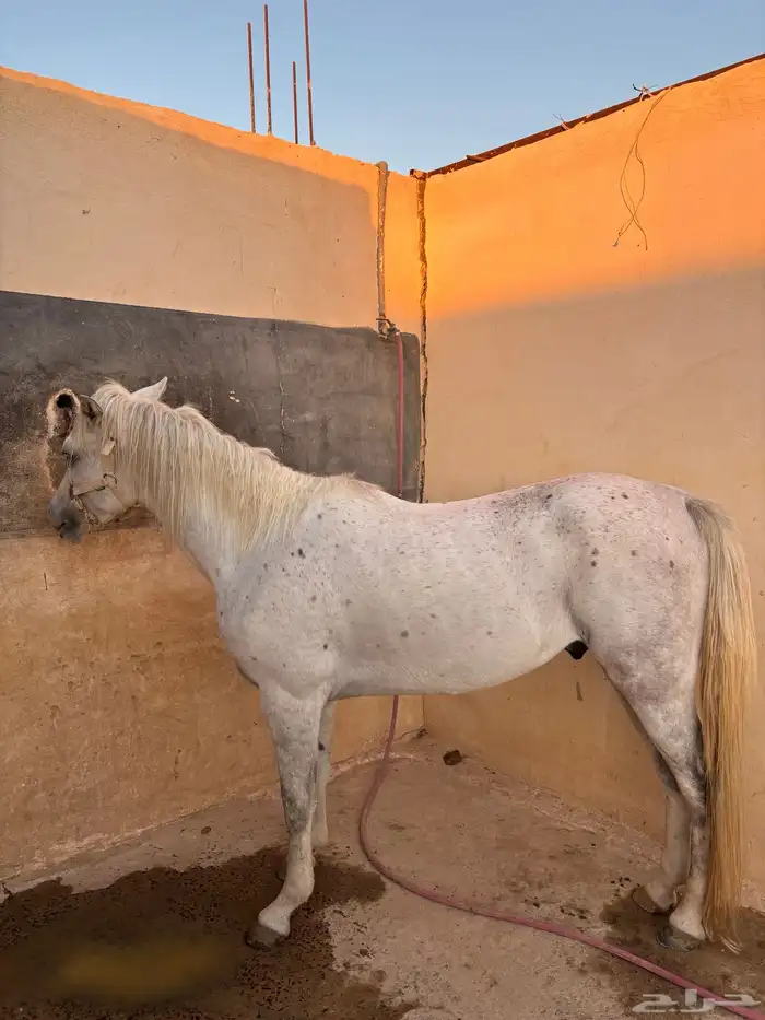 حصان 5