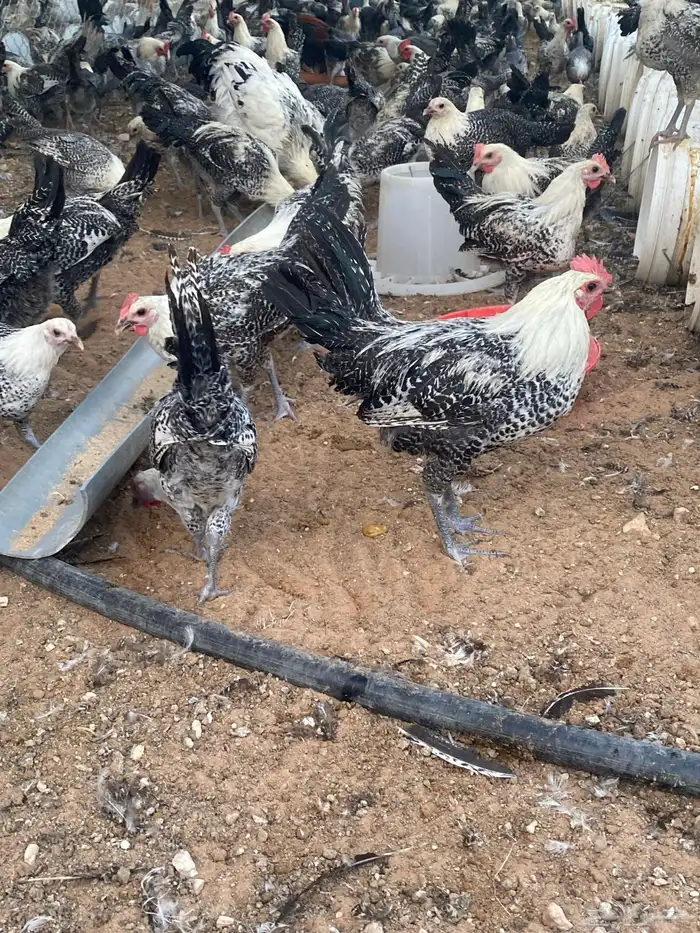 ديكه فيومي 1