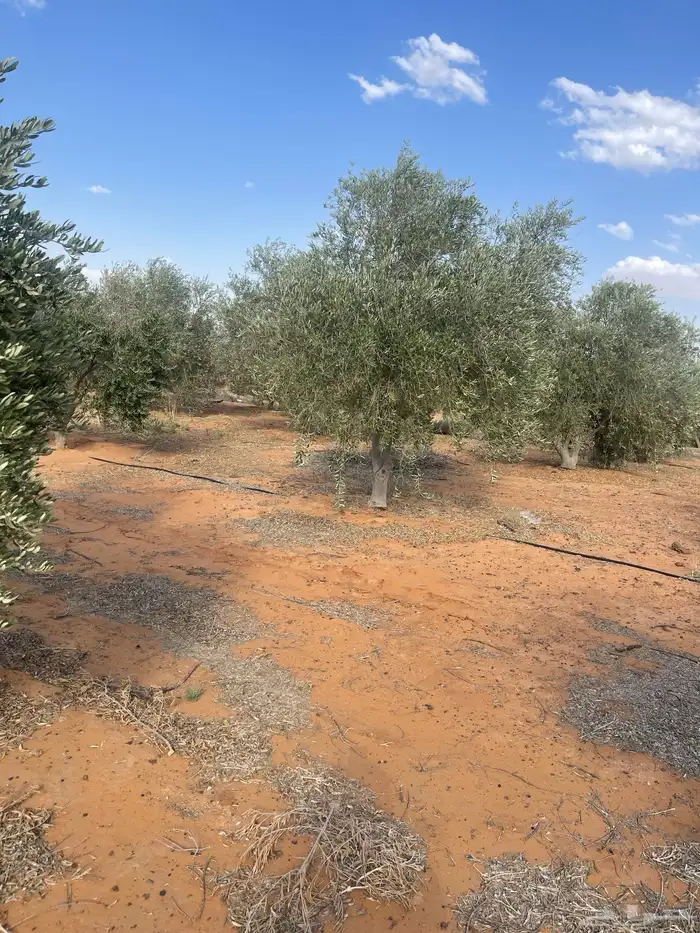 اشجار زيتون مثمرة متوفر جميع انواع والمقاسات 1