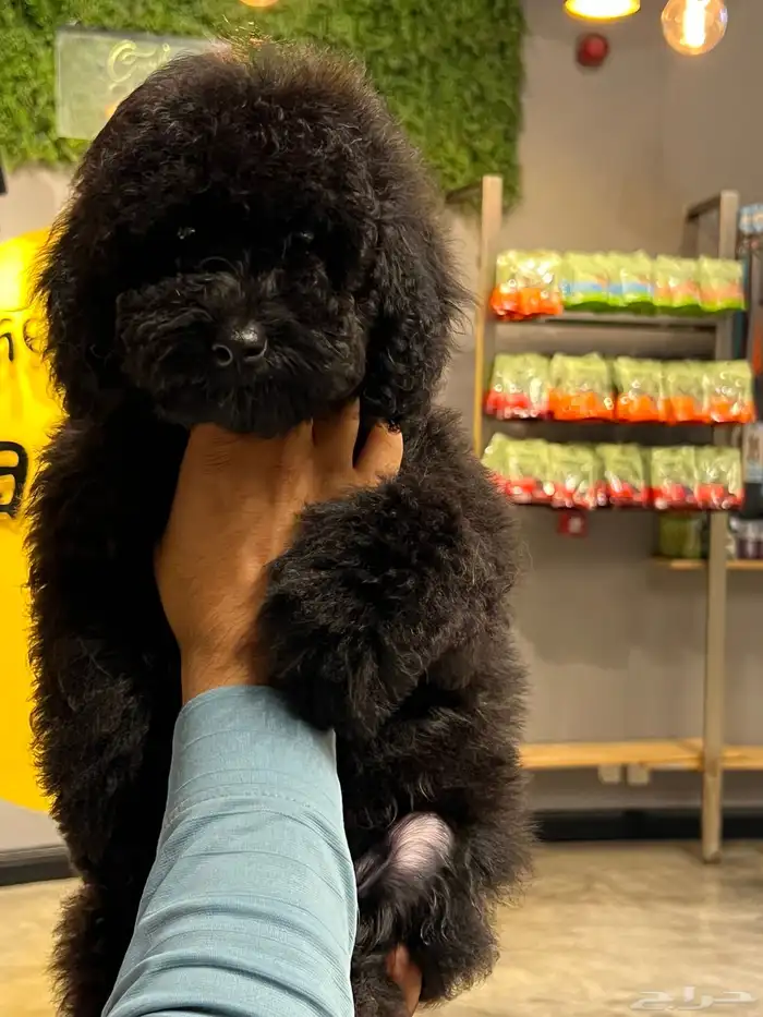 للبيع جراء كلاب صغيرة منزلية 19