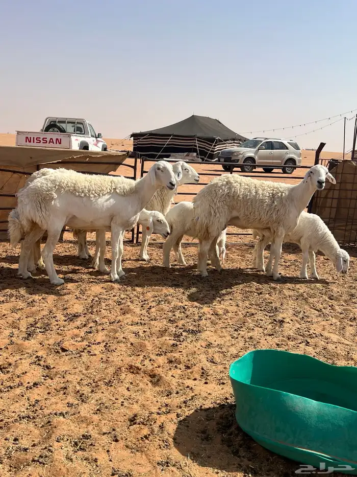 حريات 3 جذعات ورباع((تم البيع خارج الموقع)) 0