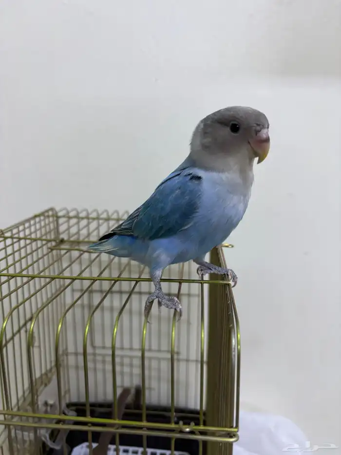 طير روز هدد 0