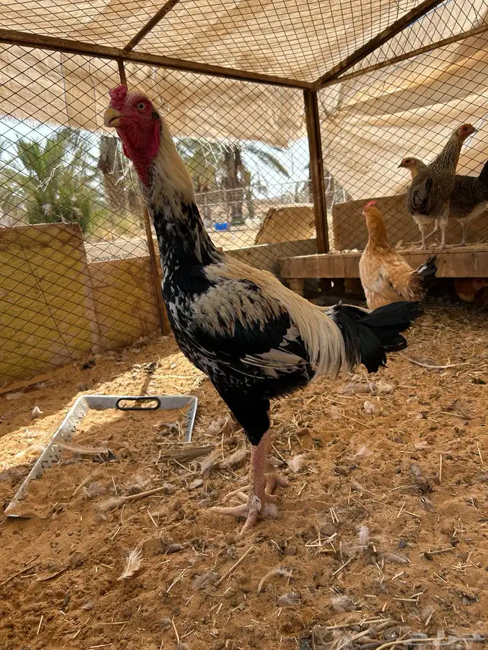 ديك فارسي 2