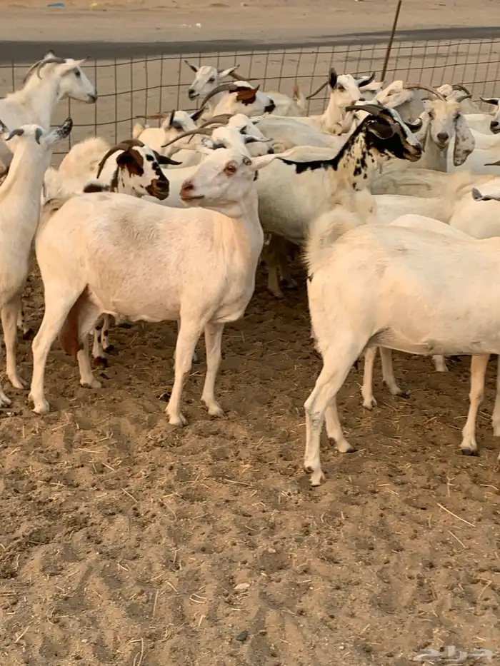 للبيع معزا بيشيات مواليد ودفيع 2