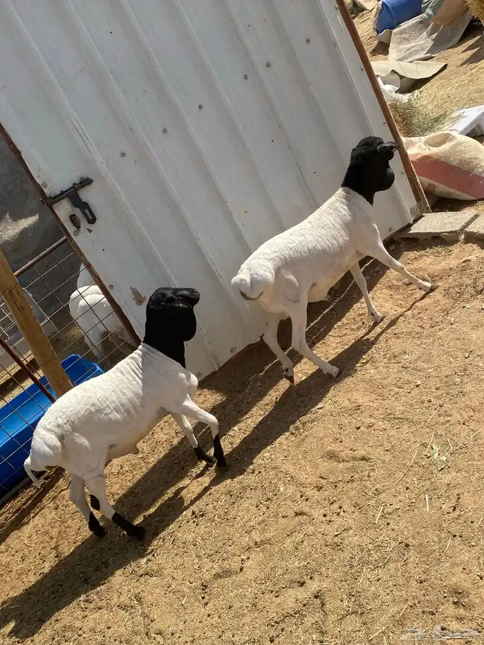 خرفان برابر مرابي 6